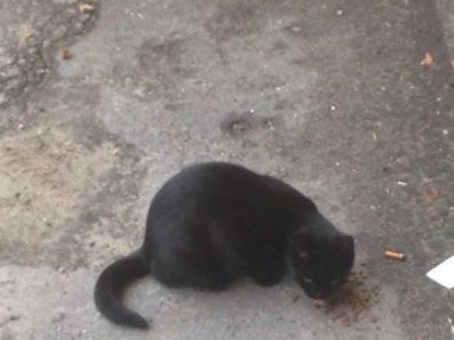 čierna mačička v
